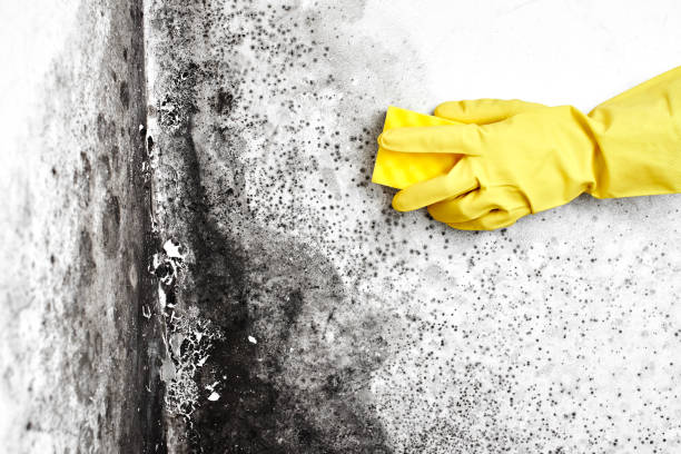 Best Real Estate Mold Inspection  in Woodville, WI