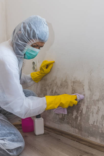 Best Asbestos and Lead Testing During Mold Inspection  in Woodville, WI