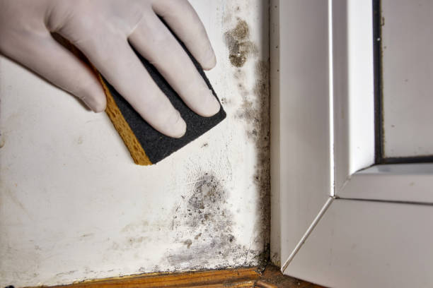 Best Mold Prevention Services  in Woodville, WI
