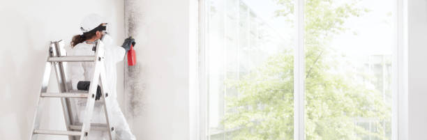 Best Dehumidification Services  in Woodville, WI
